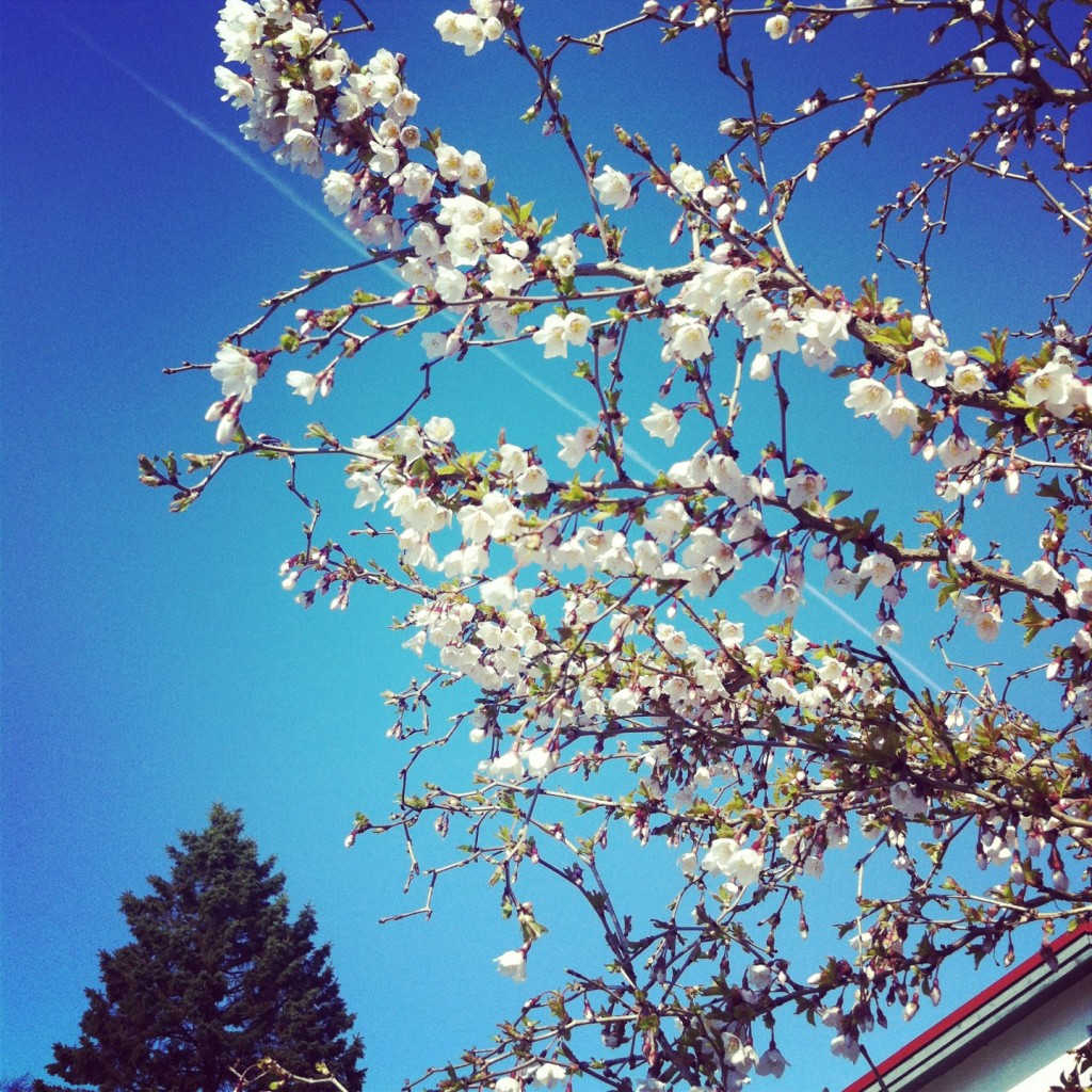 Sky In The Spring